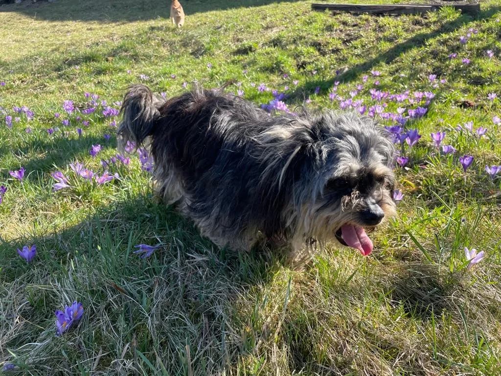 Jaina, female 3yo Mixed Breed for adoption at Ein Herz für Streuner e.V., München