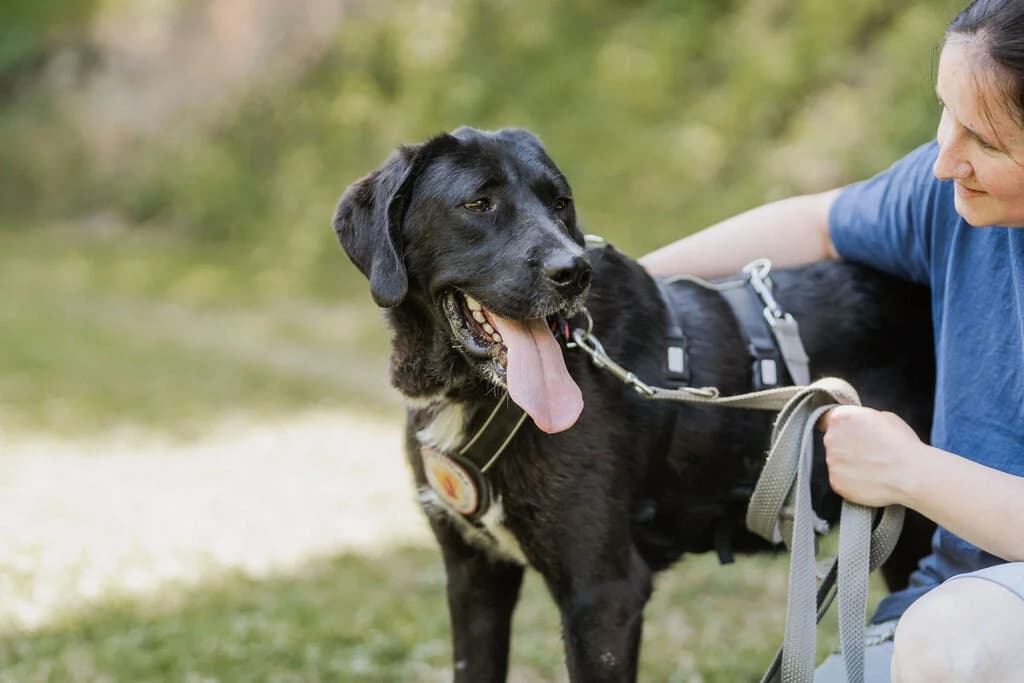 Jake Sully, male 5yo Mixed Breed for adoption at Ein Herz für Streuner e.V., München