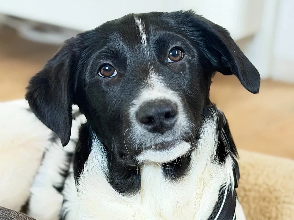 Jakko, schwarz male puppy Mixed Breed for adoption at Ein Herz für Streuner e.V., München