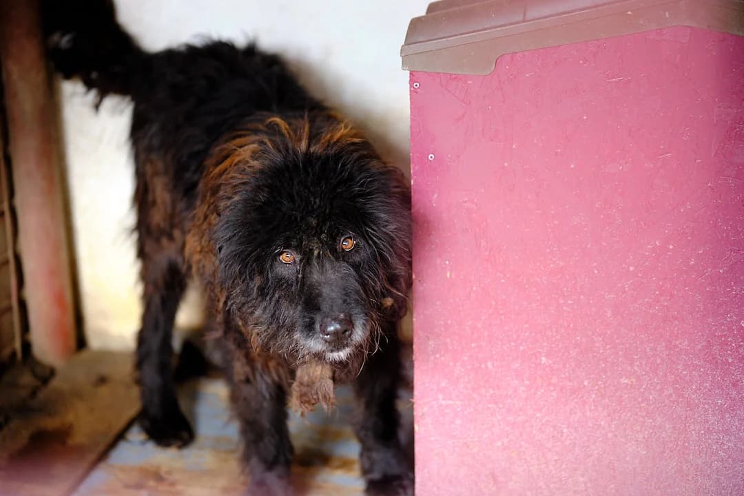 Jakob, male 5yo Mixed Breed for adoption at Ein Herz für Streuner e.V., München