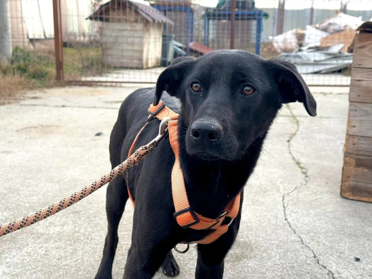 Jalda, female young Mixed Breed for adoption at Ein Herz für Streuner e.V., München