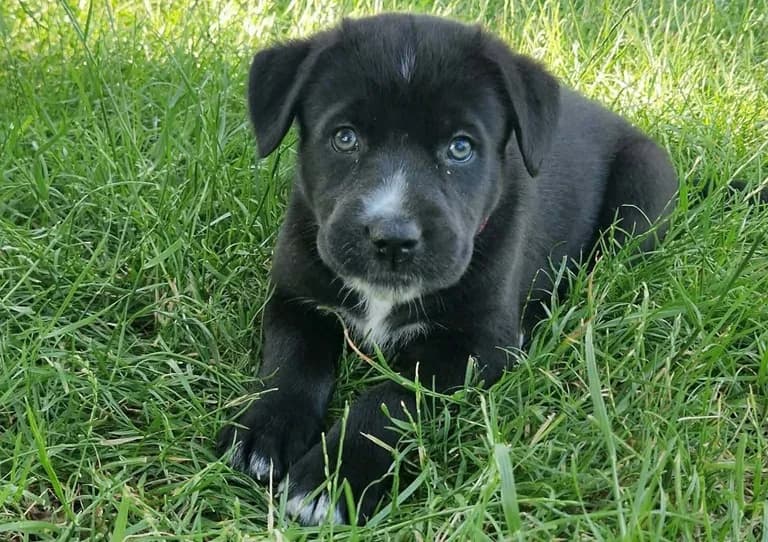 Jalina, blau female puppy Mixed Breed for adoption at Ein Herz für Streuner e.V., München