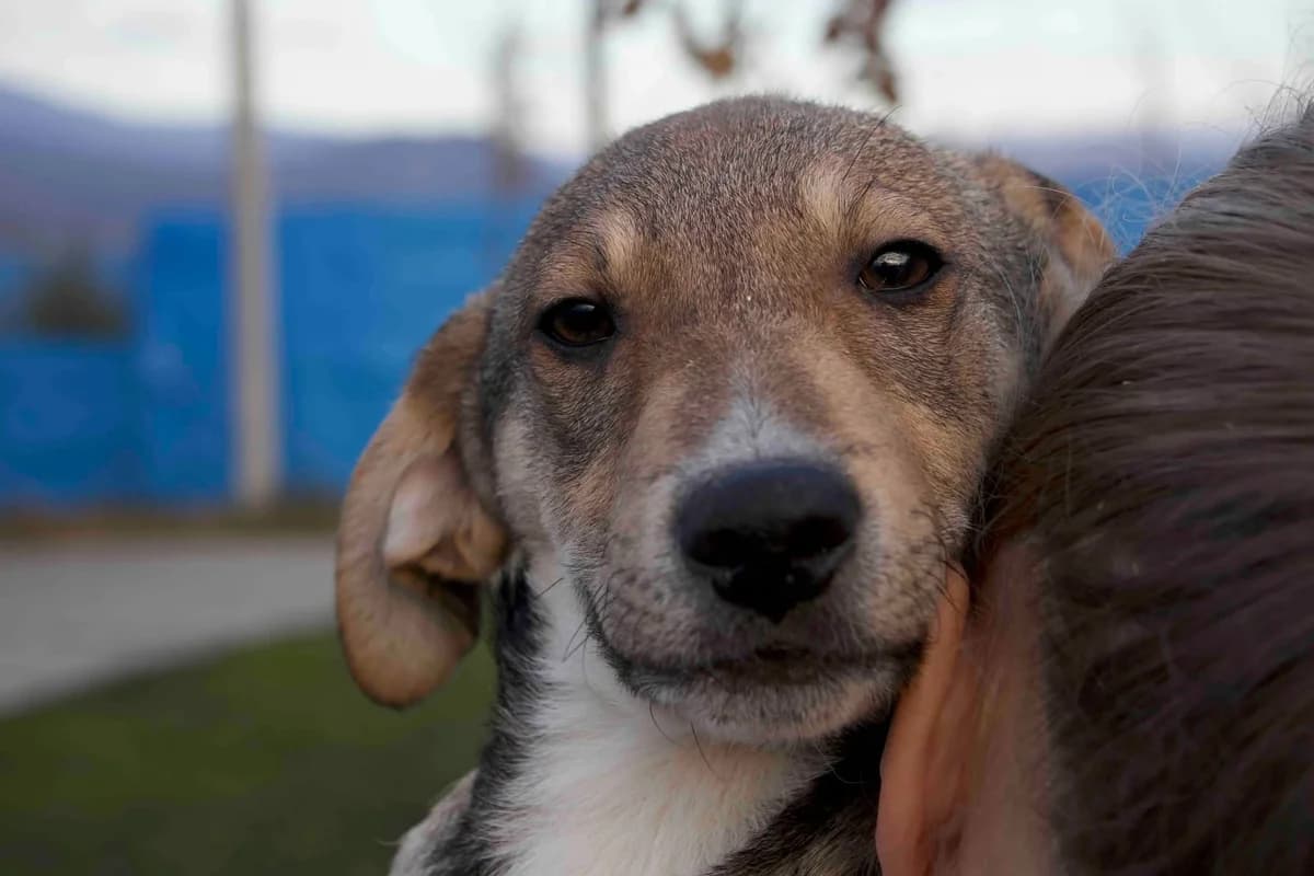 Jallo, sand male puppy Mixed Breed for adoption at Ein Herz für Streuner e.V., München