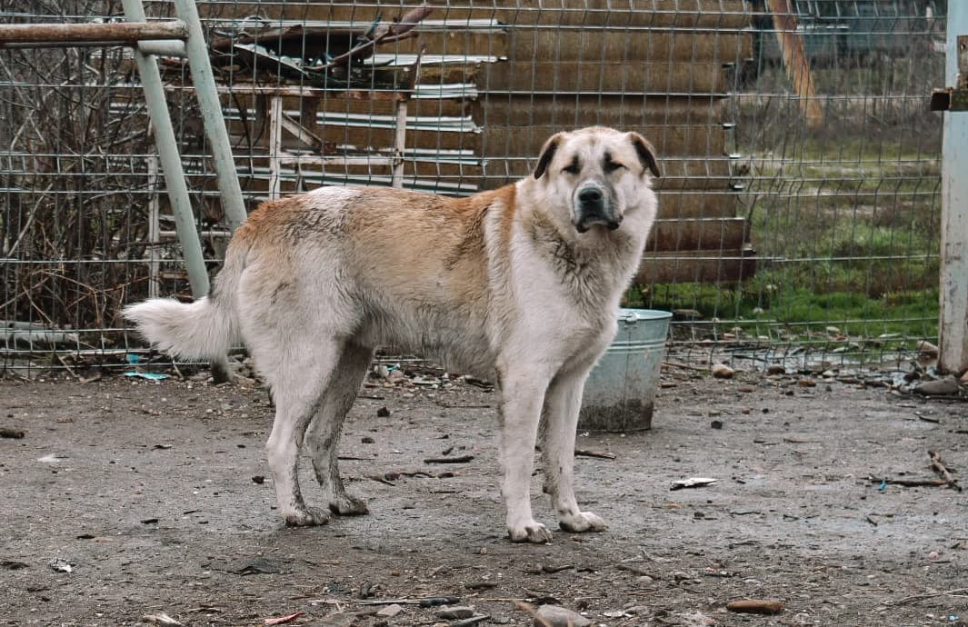 Jalo, male 3yo Mixed Breed for adoption at Ein Herz für Streuner e.V., München