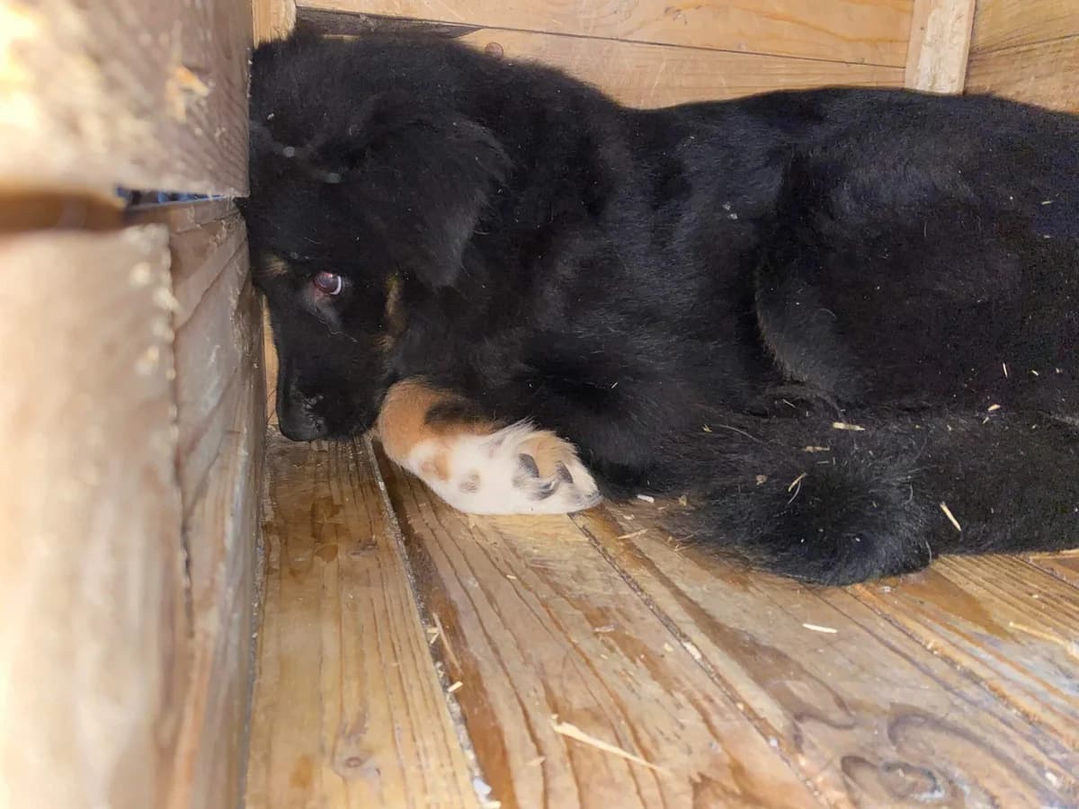 Jamalia, female young Mixed Breed for adoption at Ein Herz für Streuner e.V., München