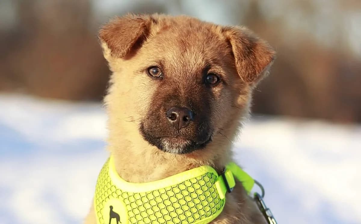Jambo, male puppy Mixed Breed for adoption at Ein Herz für Streuner e.V., München