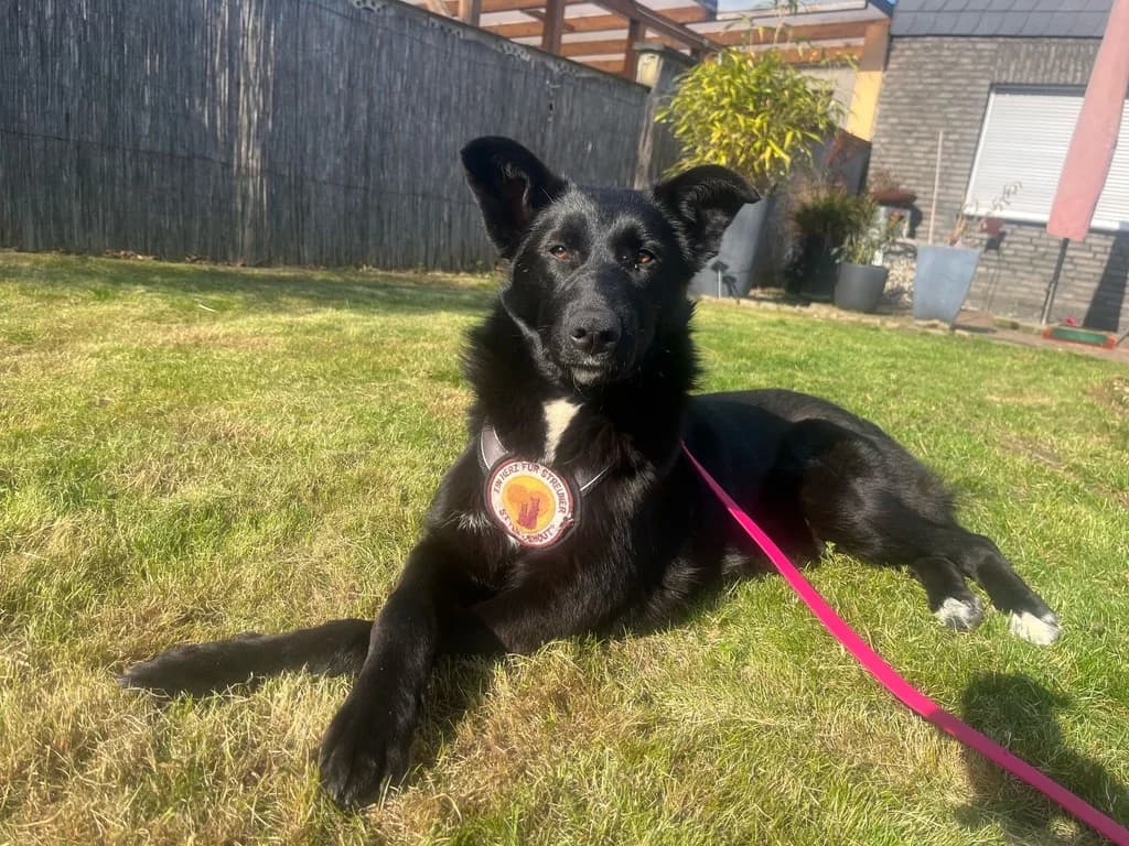 Jamela, female young Mixed Breed for adoption at Ein Herz für Streuner e.V., München