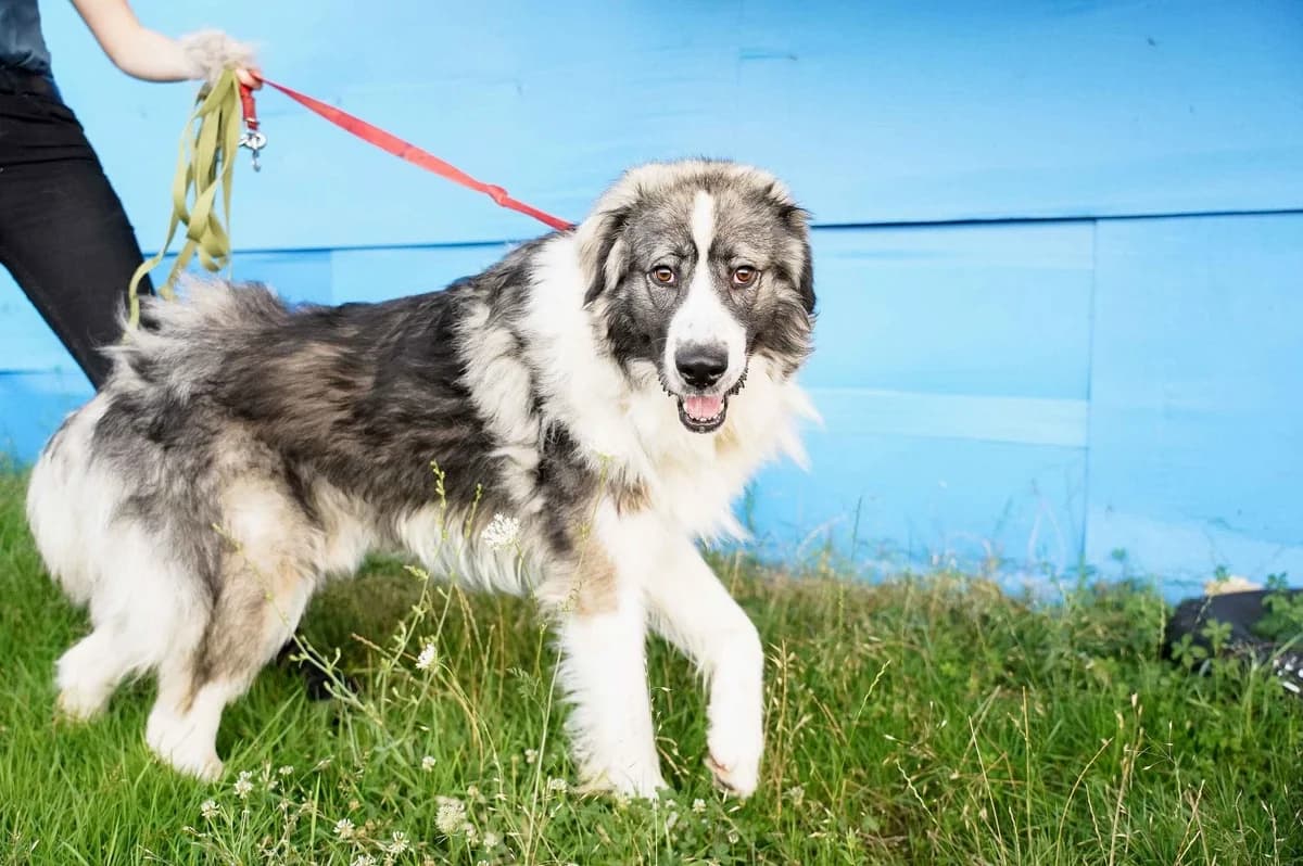 James, male senior Mixed Breed for adoption at Ein Herz für Streuner e.V., München