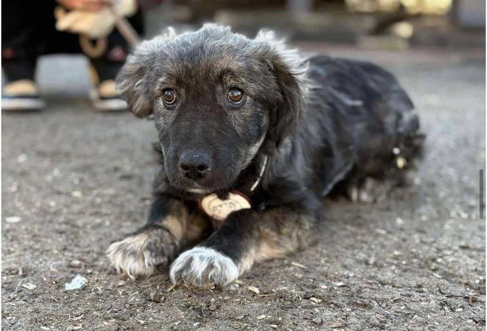 Jamie, Mixed Breed for adoption at Ein Herz für Streuner e.V., München