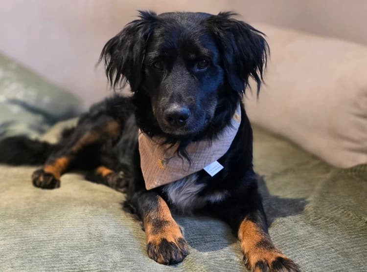 Jamie, schwarz male 5yo Mixed Breed for adoption at Ein Herz für Streuner e.V., München