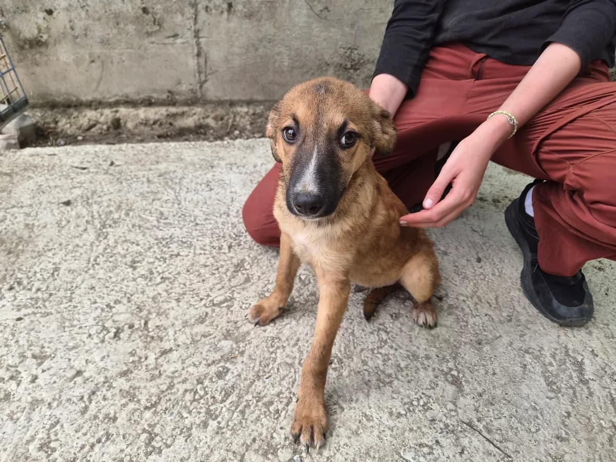 Jamie, male puppy Mixed Breed for adoption at Ein Herz für Streuner e.V., München