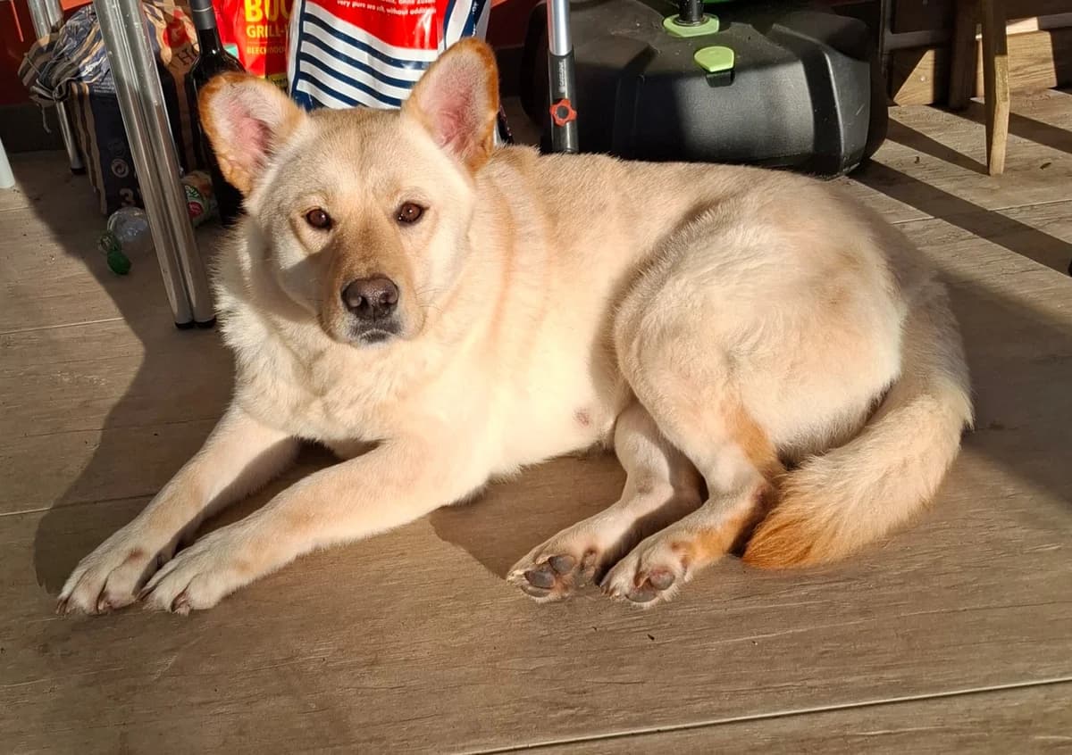 Jamila, female 5yo Mixed Breed for adoption at Ein Herz für Streuner e.V., München