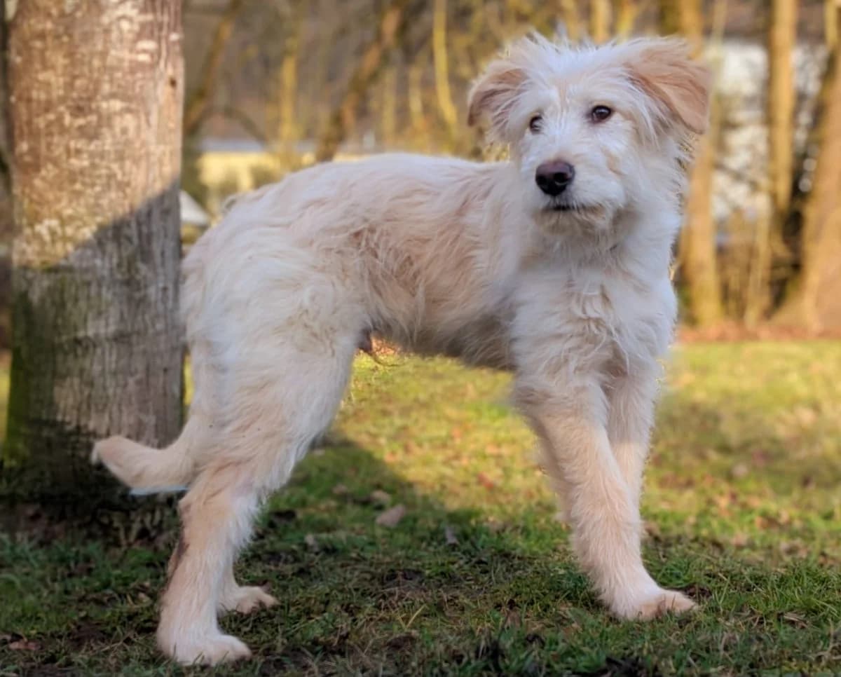 Jan, male puppy Mixed Breed for adoption at Ein Herz für Streuner e.V., München