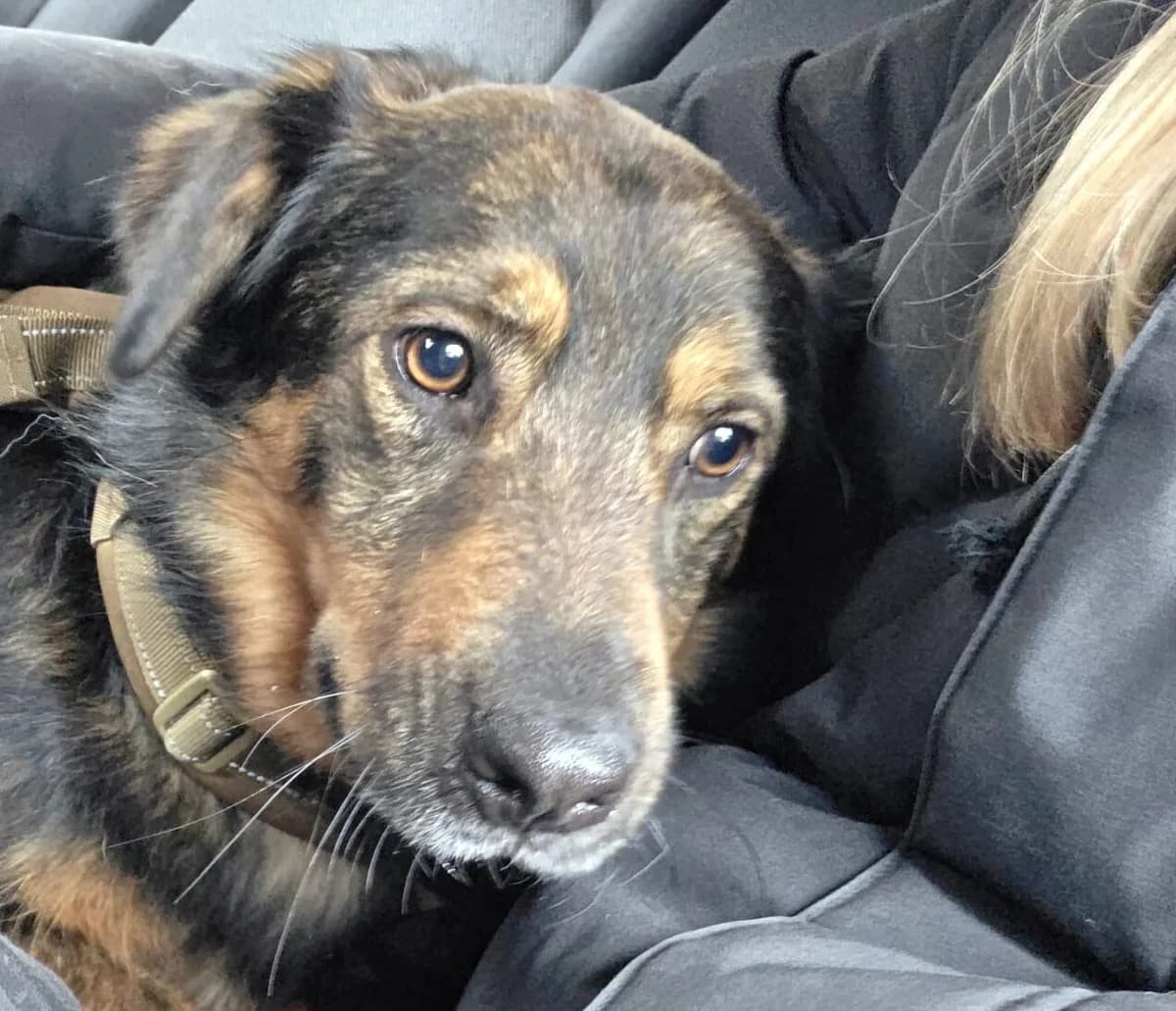 Jana, female 5yo Mixed Breed for adoption at Ein Herz für Streuner e.V., München