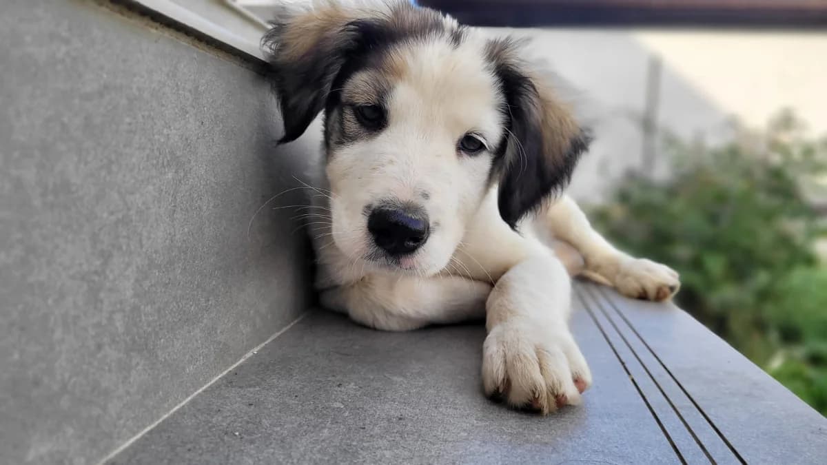 Jane, female puppy Mixed Breed for adoption at Ein Herz für Streuner e.V., München