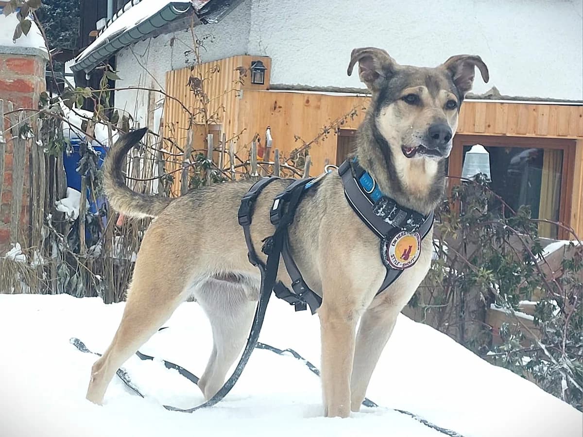 Janeiro, male 5yo Mixed Breed for adoption at Ein Herz für Streuner e.V., München