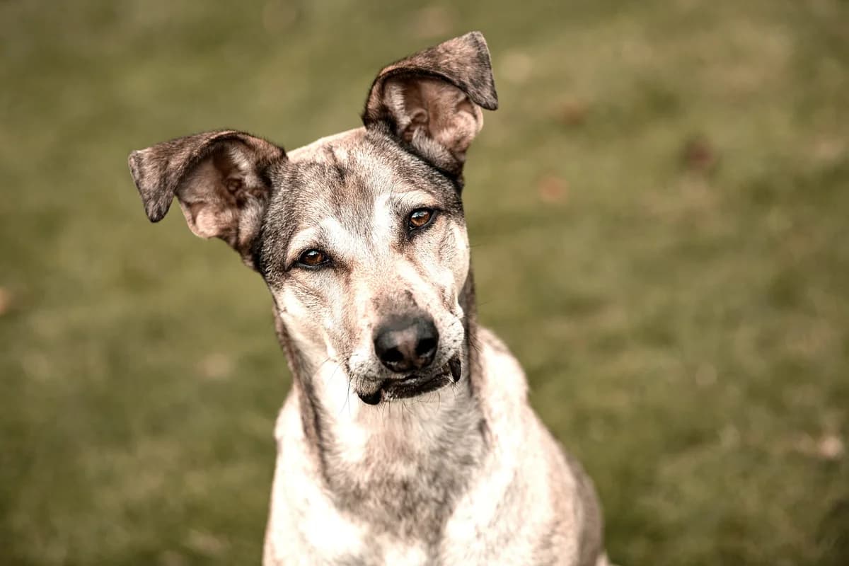 Janeiro, male 4yo Mixed Breed for adoption at Ein Herz für Streuner e.V., München