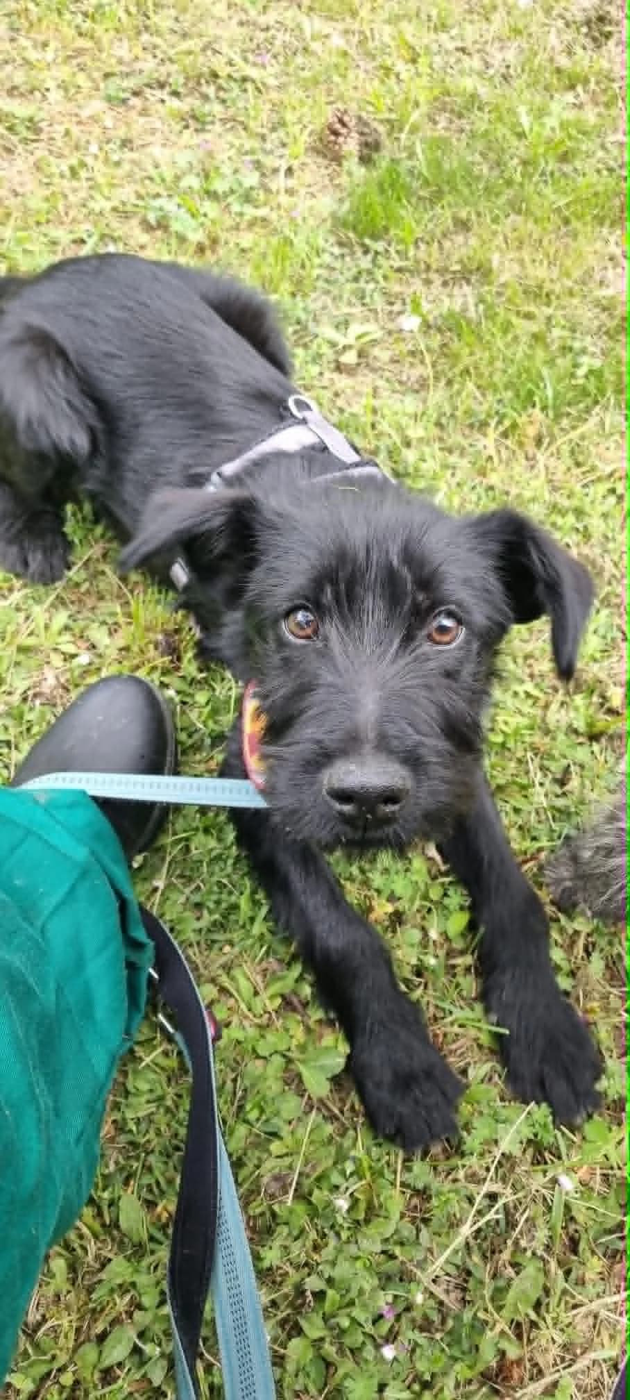 Jani, male puppy Mixed Breed for adoption at Ein Herz für Streuner e.V., München