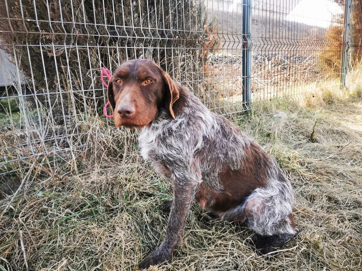 Janja, female young Mixed Breed for adoption at Ein Herz für Streuner e.V., München