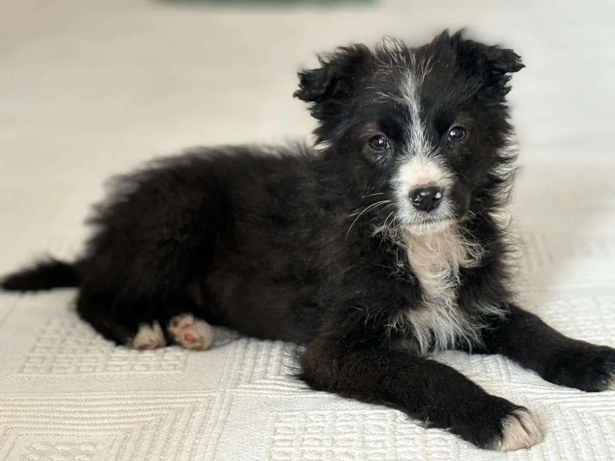 Janka, weiß female puppy Mixed Breed for adoption at Ein Herz für Streuner e.V., München