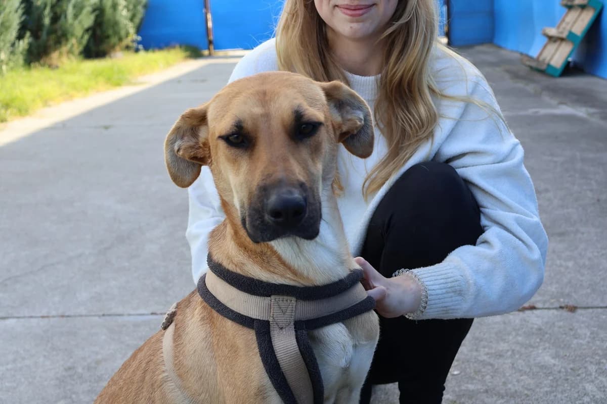 Janna, female young Mixed Breed for adoption at Ein Herz für Streuner e.V., München