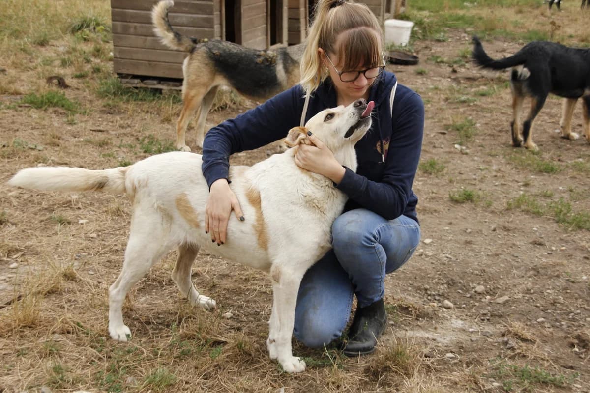 Janne, female senior Mixed Breed for adoption at Ein Herz für Streuner e.V., München