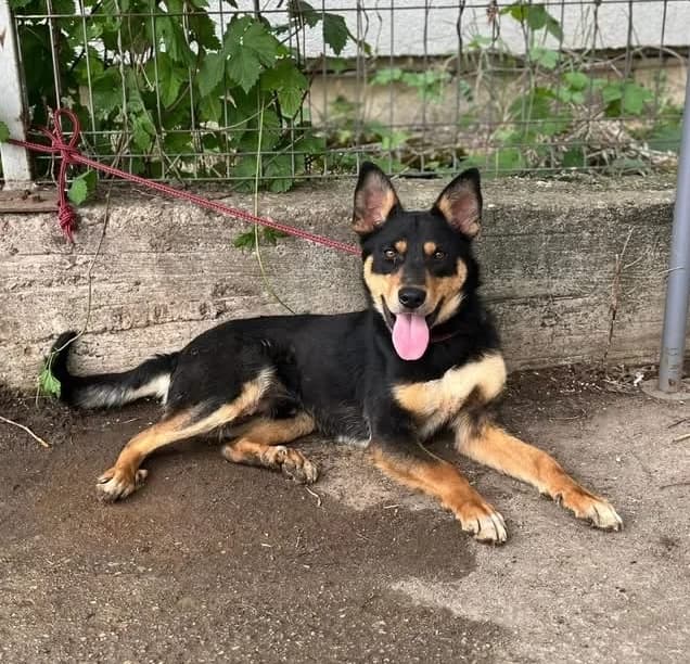 Jannis, schwarz male young Mixed Breed for adoption at Ein Herz für Streuner e.V., München