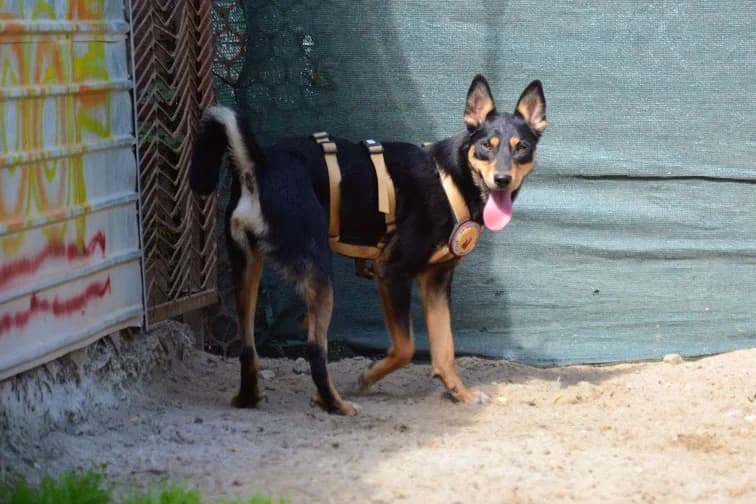 Jannis, male young Mixed Breed for adoption at Ein Herz für Streuner e.V., München