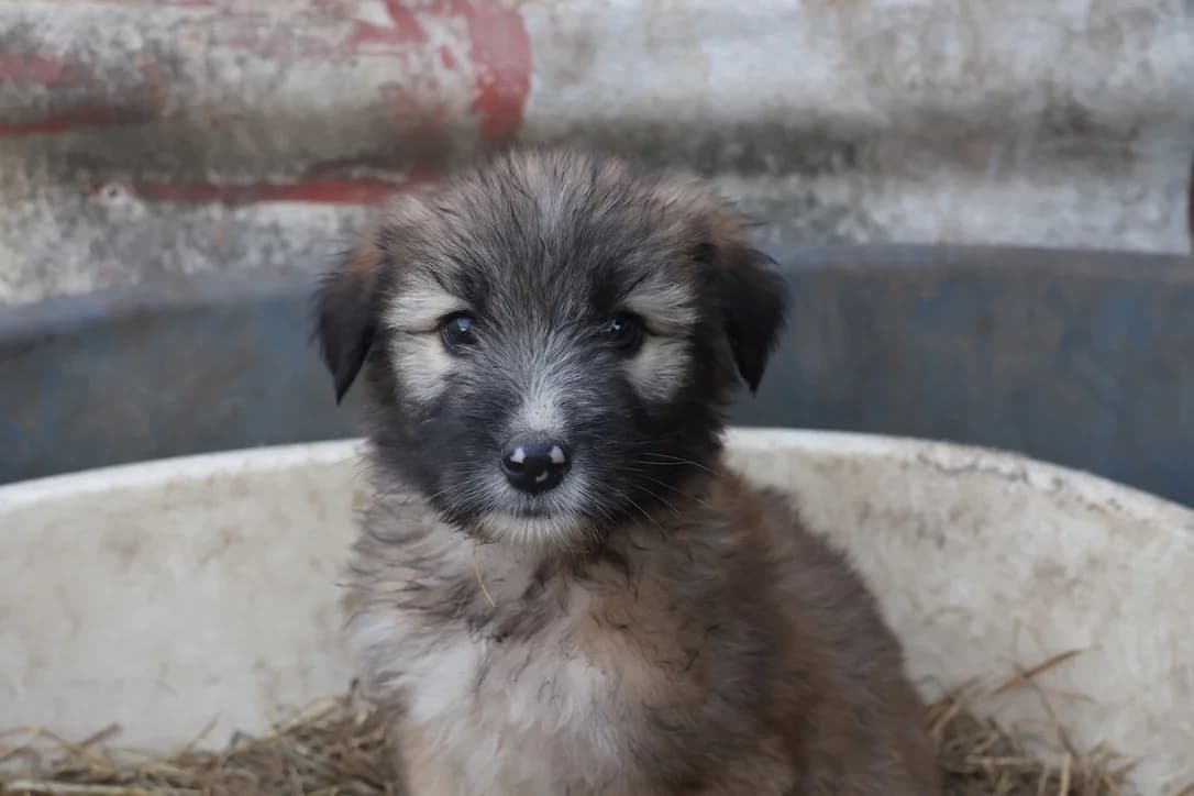 Janno, braun male puppy Mixed Breed for adoption at Ein Herz für Streuner e.V., München