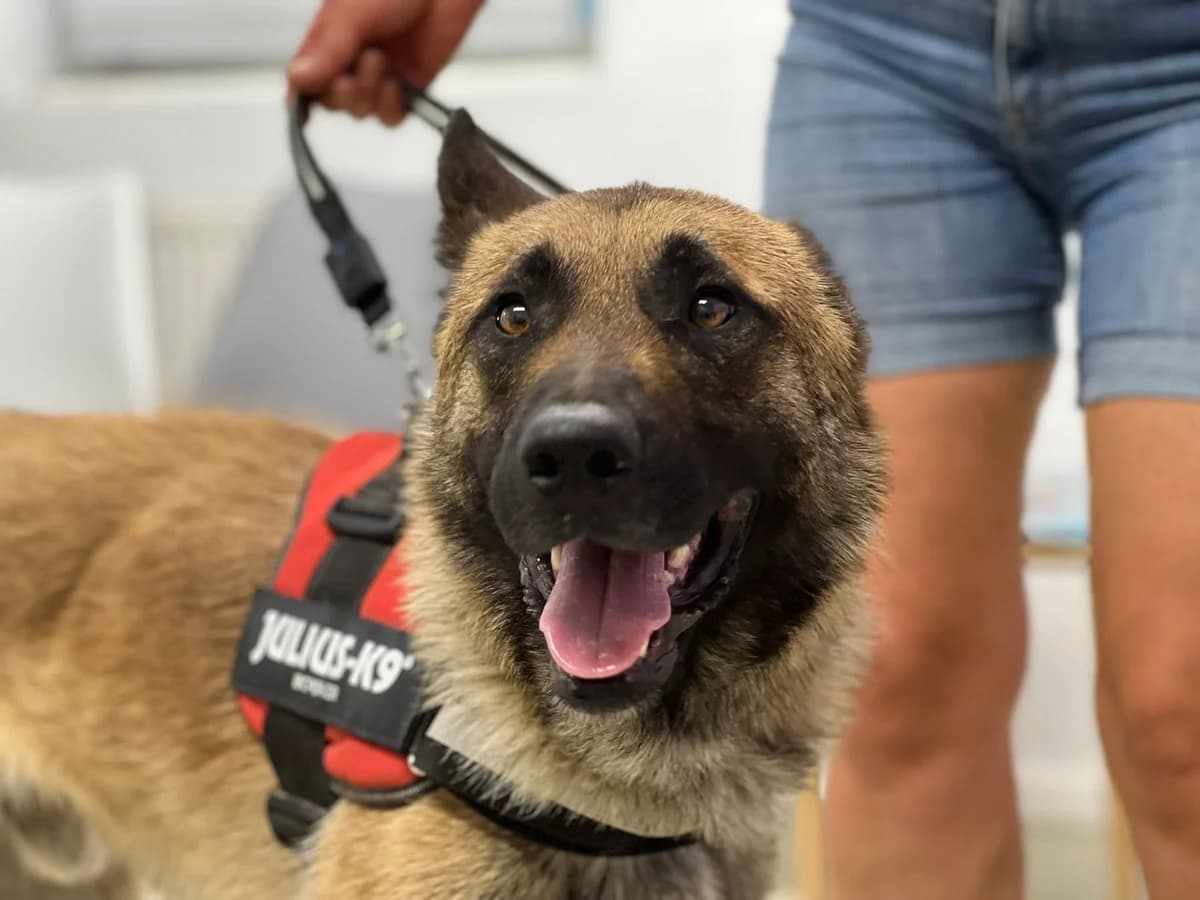 Jano, male 5yo Mixed Breed for adoption at Ein Herz für Streuner e.V., München