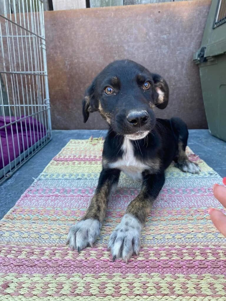 Janosch, schwarz male puppy Mixed Breed for adoption at Ein Herz für Streuner e.V., München