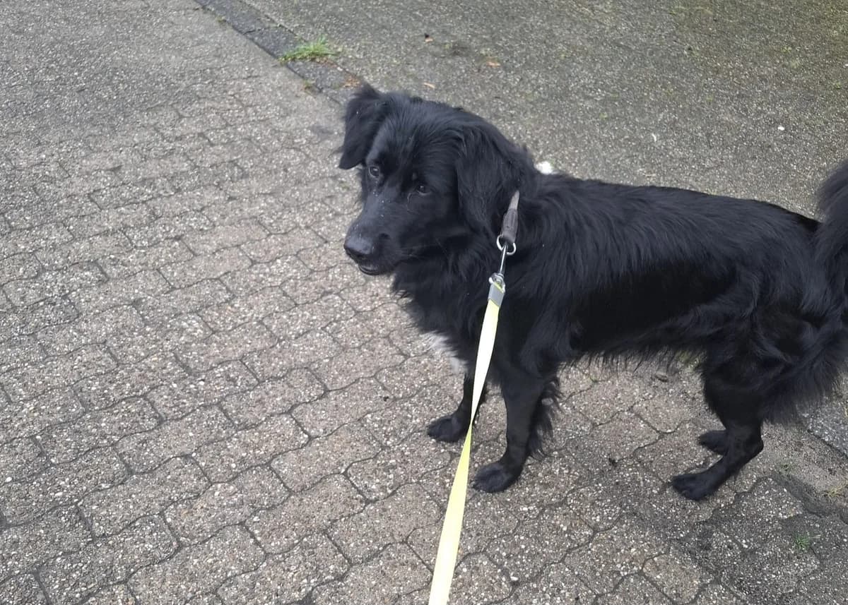 Janosch, male 5yo Mixed Breed for adoption at Ein Herz für Streuner e.V., München