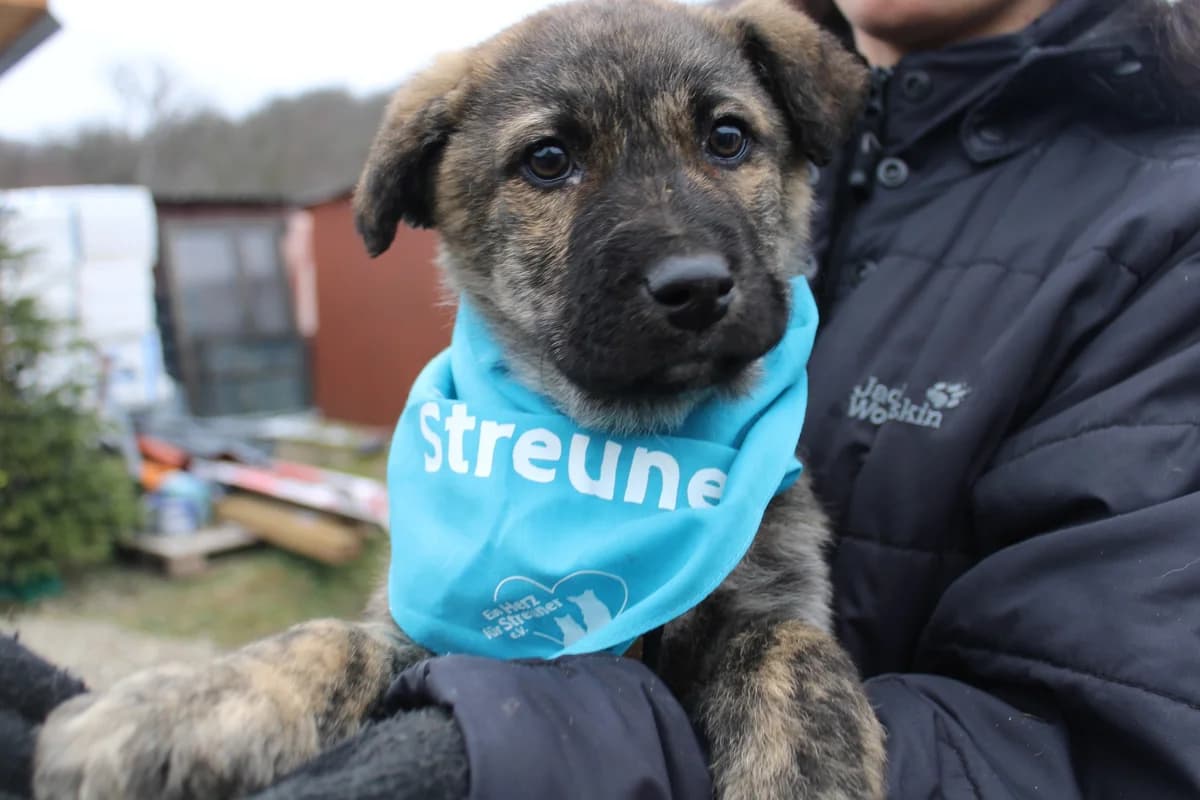 Janosch, male puppy Mixed Breed for adoption at Ein Herz für Streuner e.V., München