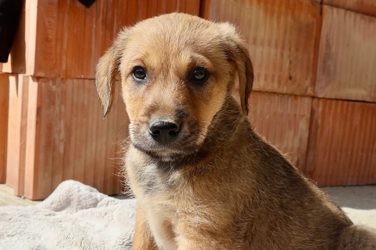 Janosch, male puppy Mixed Breed for adoption at Ein Herz für Streuner e.V., München