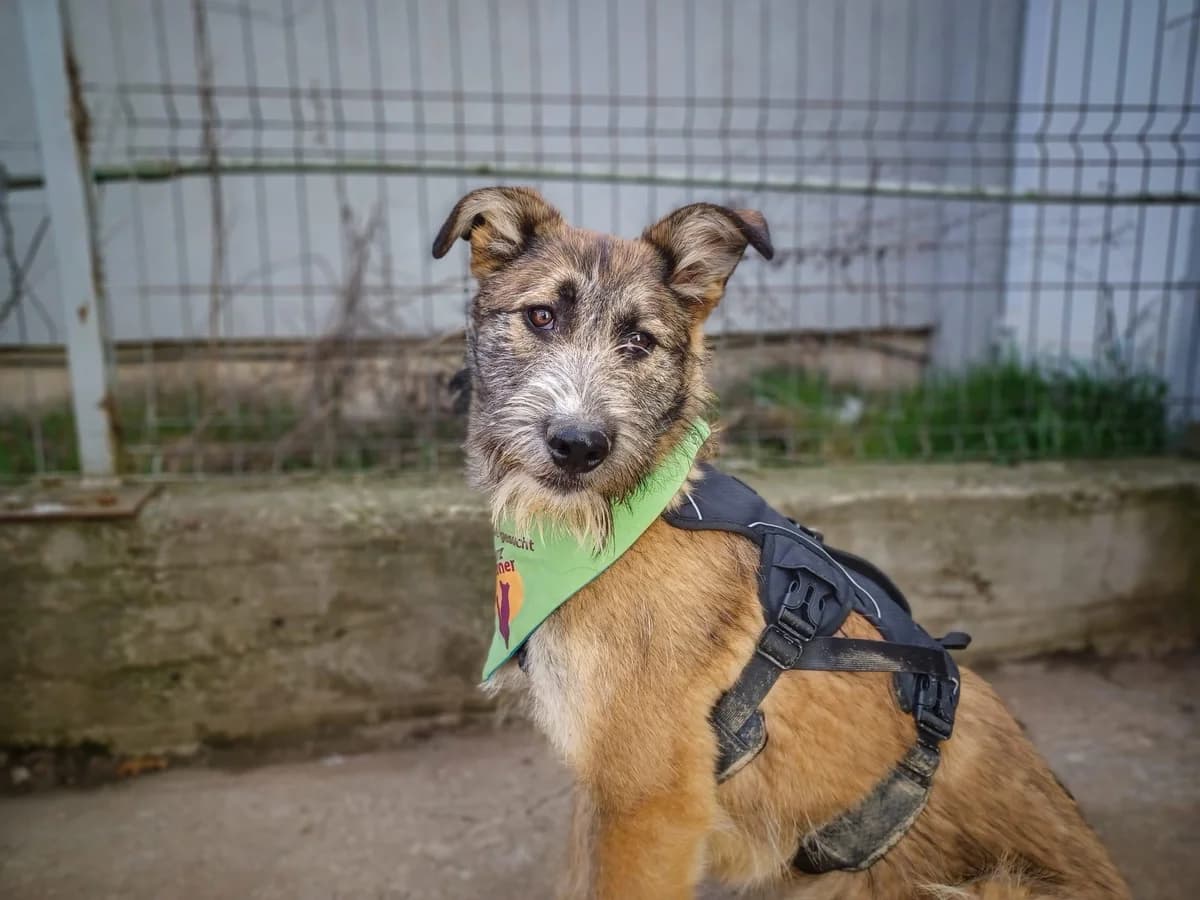 Janosh, male puppy Mixed Breed for adoption at Ein Herz für Streuner e.V., München