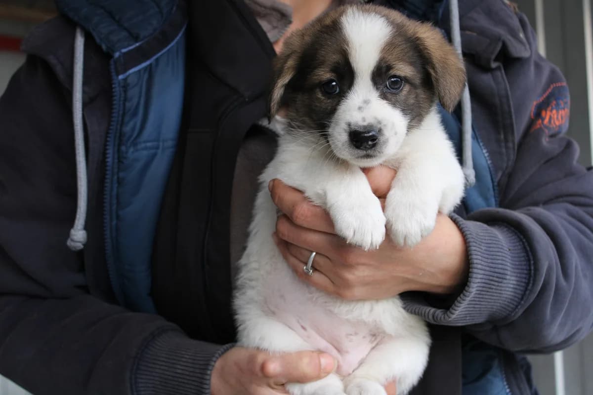 Jantje, female puppy Mixed Breed for adoption at Ein Herz für Streuner e.V., München