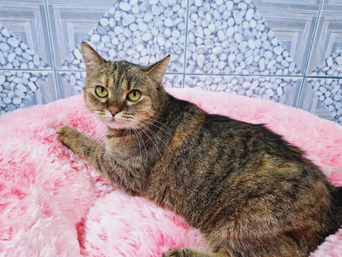 Jany, female senior Mixed Breed for adoption at Ein Herz für Streuner e.V., München