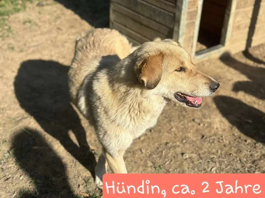 Jarah, Mixed Breed for adoption at Ein Herz für Streuner e.V., München