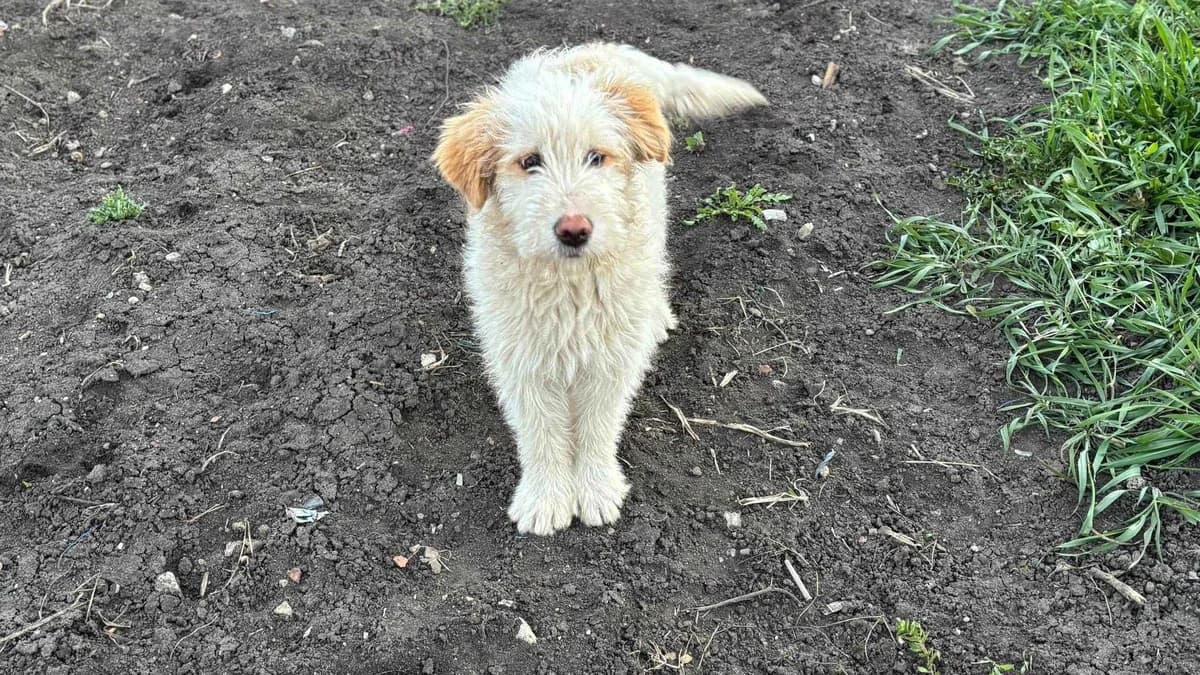 Jarah, puppy Mixed Breed for adoption at Ein Herz für Streuner e.V., München