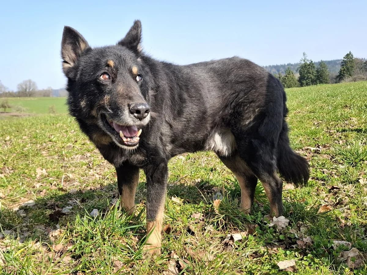 Jargo, male senior Mixed Breed for adoption at Ein Herz für Streuner e.V., München