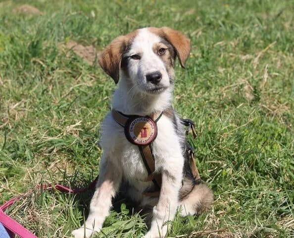 Jari, male puppy Mixed Breed for adoption at Ein Herz für Streuner e.V., München