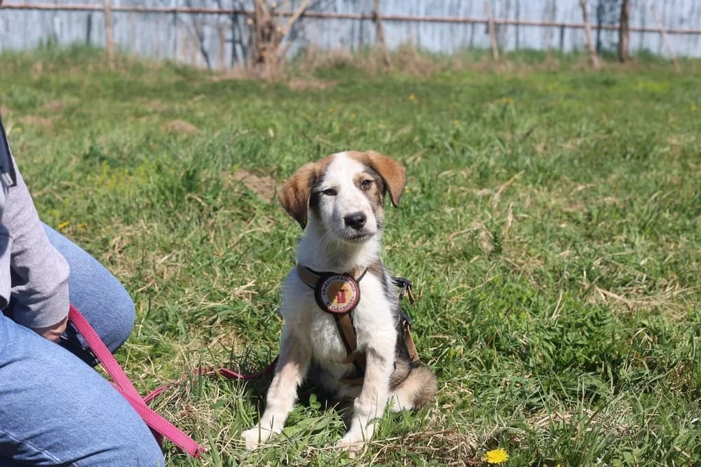 Jari, male puppy Mixed Breed for adoption at Ein Herz für Streuner e.V., München