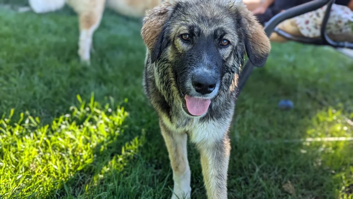 Jarle, male puppy Mixed Breed for adoption at Ein Herz für Streuner e.V., München