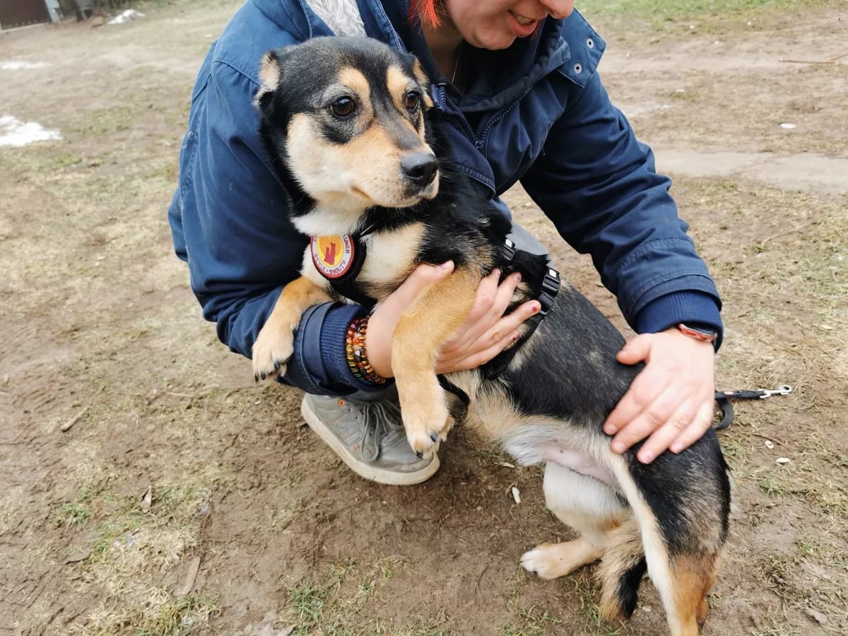 Jarni, schwarz male 5yo Mixed Breed for adoption at Ein Herz für Streuner e.V., München
