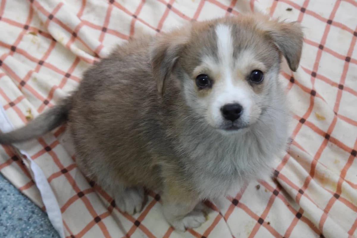 Jaro, beige male puppy Mixed Breed for adoption at Ein Herz für Streuner e.V., München
