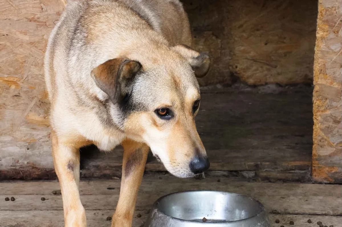 Jaro, male 5yo Mixed Breed for adoption at Ein Herz für Streuner e.V., München