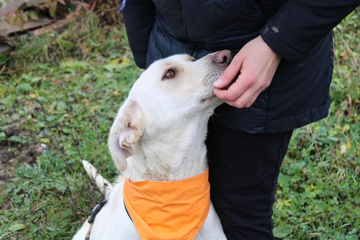 Jasmin, female 3yo Mixed Breed for adoption at Ein Herz für Streuner e.V., München