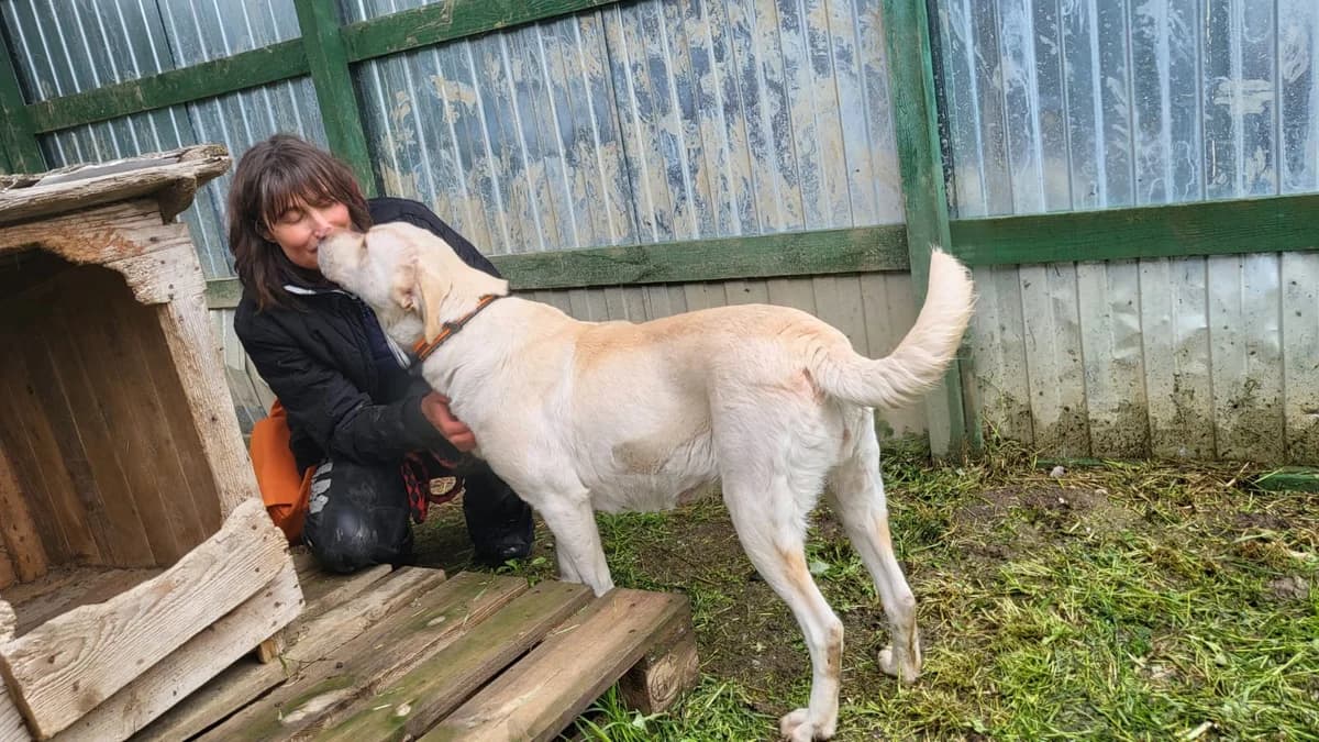 Jasmin, female 3yo Mixed Breed for adoption at Ein Herz für Streuner e.V., München