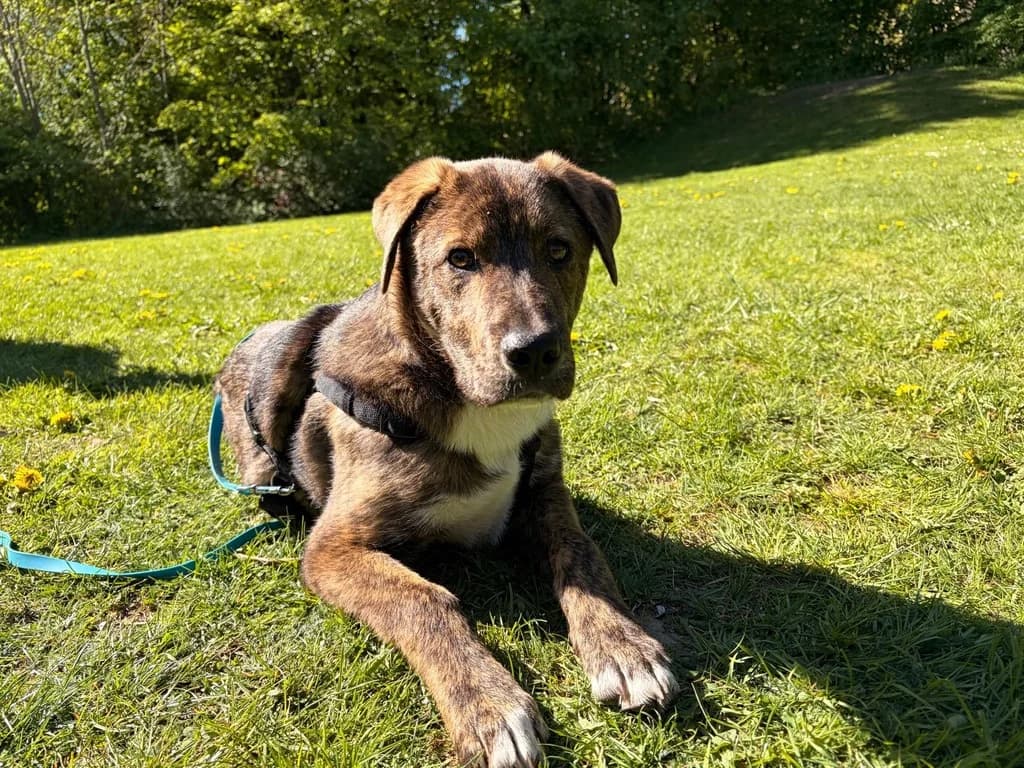 Jason, braun male puppy Mixed Breed for adoption at Ein Herz für Streuner e.V., München