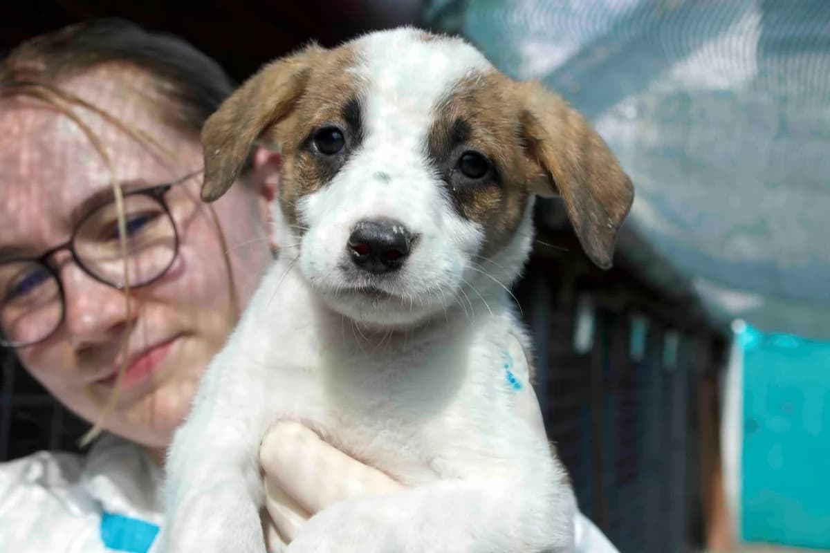 Jason, weiß male puppy Mixed Breed for adoption at Ein Herz für Streuner e.V., München